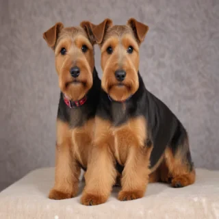 welsh terrier dog breed