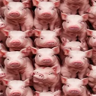 pig wallpaper