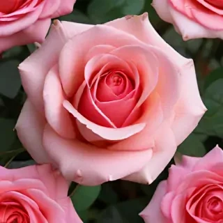 full screen rose wallpaper hd