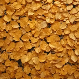 golden leaves background