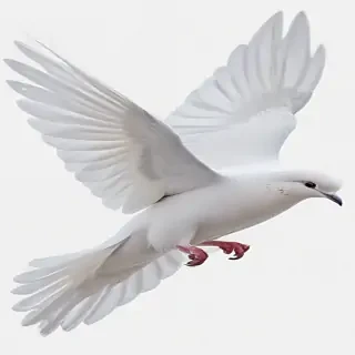 dove png