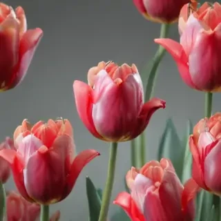 tulip flower