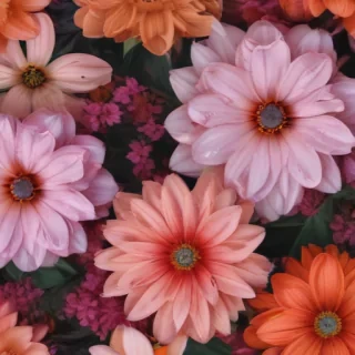 floral iphone wallpaper
