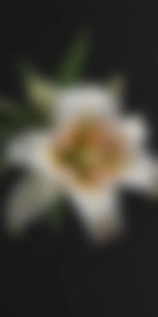 lily flower png