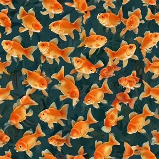 gold fish