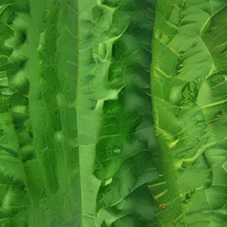 green textures