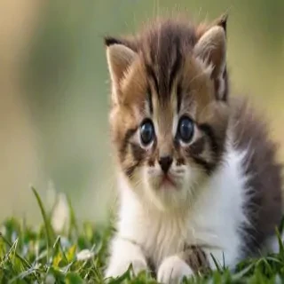 kitten wallpapers