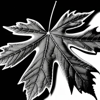 leaf images black and white