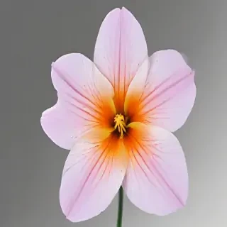 flower no background