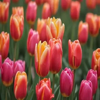 tulip flower