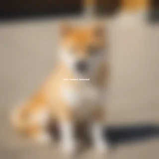 shiba dog