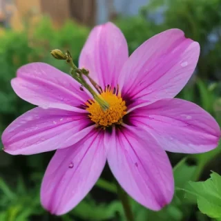 iphone wallpaper nature flowers