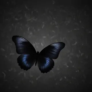 black wallpaper butterfly