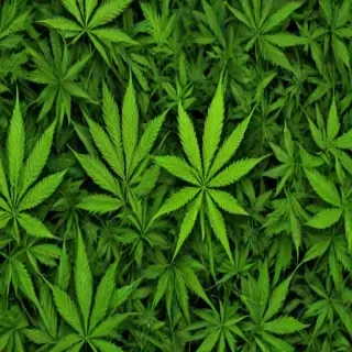 pot leaf png