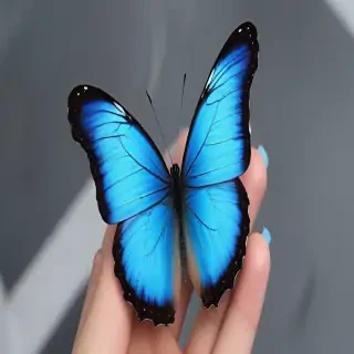 aesthetic blue butterfly