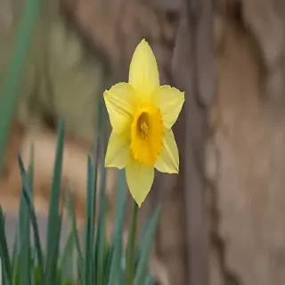 daffodil flower