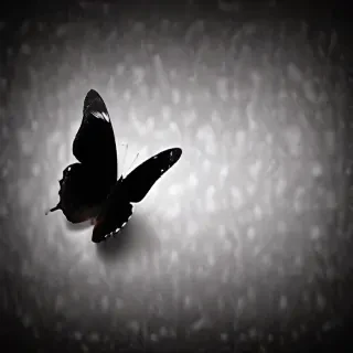 black butterfly wallpaper