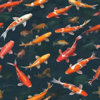 koi fish png