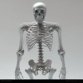 skeleton transparent