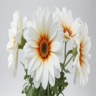 flower white background