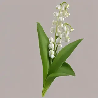 lily of the valley png
