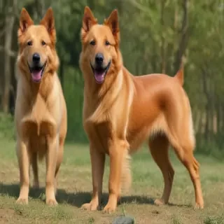 horgi dog breed