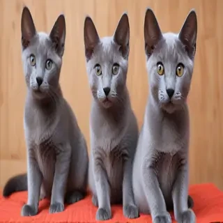 russian blue breed