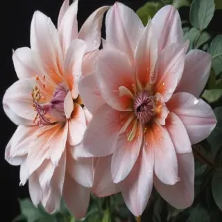 pencil drawn flowers
