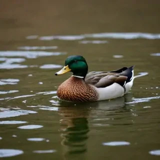 duck wallpaper