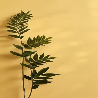 aesthetic yellow bg