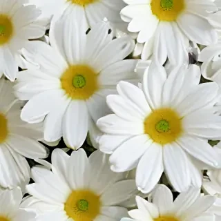 white flower wallpaper