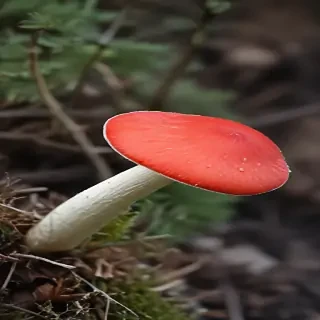 red mushroom
