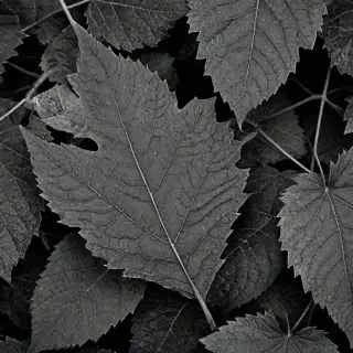 leaf images black and white