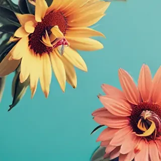 summer phone wallpaper