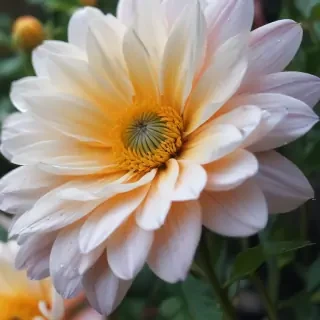 iphone flower wallpaper
