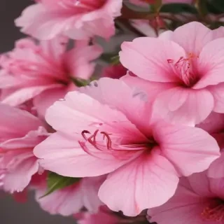 girly pink wallpaper iphone