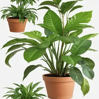 house plant png
