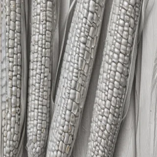 corn drawing