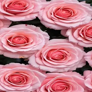pink roses wallpaper iphone