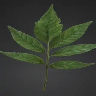 weed leaf png