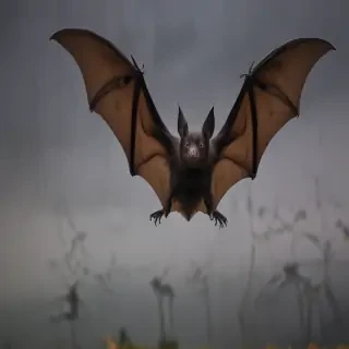 pictures of bats for halloween