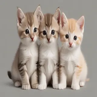 kittens transparent background