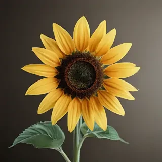 sunflower outline