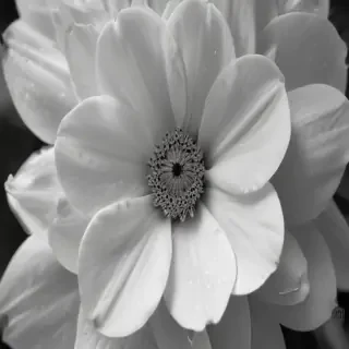 flower images black and white
