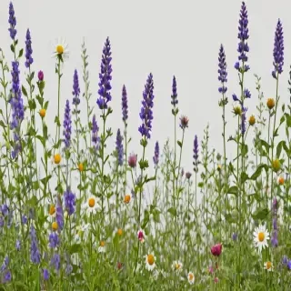 wildflowers transparent background