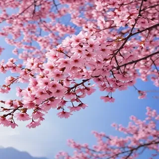 cherry blossom background wallpaper