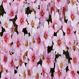 spring flowers
