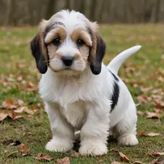 petit basset griffon vendeen