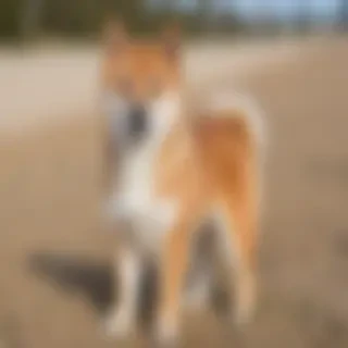 aussie shiba dog breed