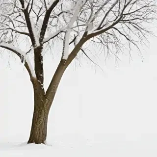 winter tree png